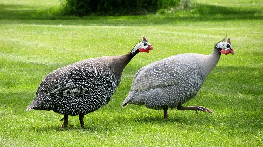 guinea fowl, dot chickens, poultry birds, numididae, birds, chickens, bird, nature, animal, grass