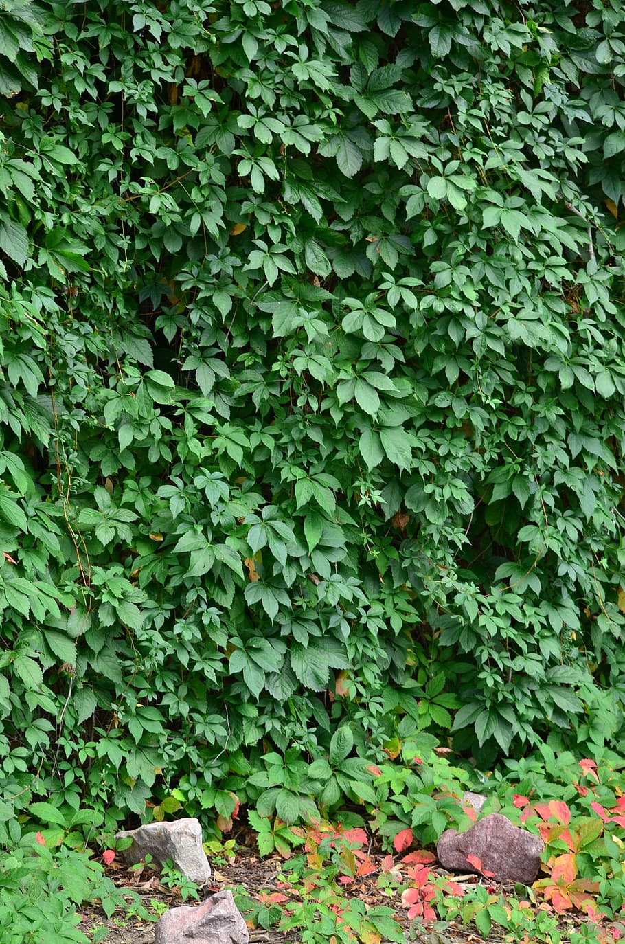 Ivy, hijau, dinding, tanaman, daun, dinding ivy, alam, taman, tekstur, anggur
