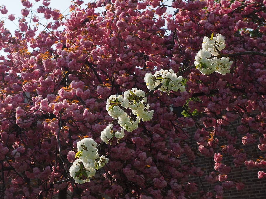 桜, 白, 春, 花, 白い花, 木, 花の枝, herrlich, あふれ, 緑豊かな