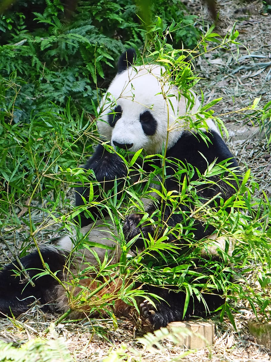 panda, en peligro de extinción, raro, protegido, bambú, tesoro nacional, zoológico, vida silvestre, conservación, jia jia