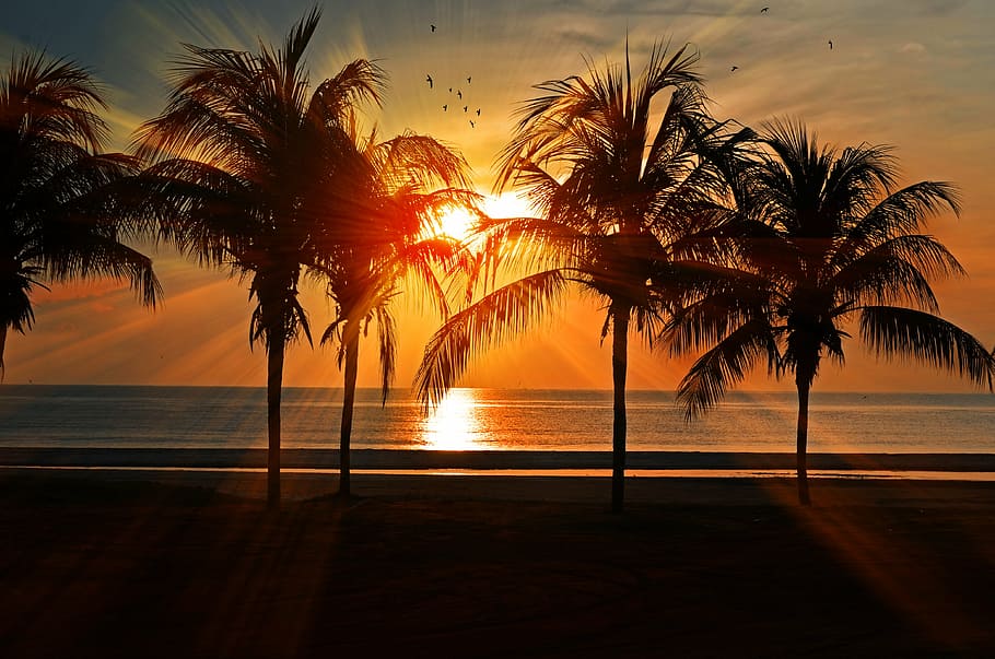 silhouette, trees, beach, sunset, palm, beach sunset, ocean, sea, sky, sunrise
