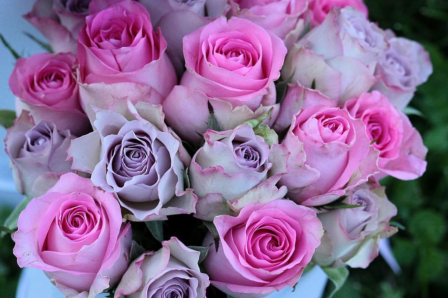 ramo, rosa, morado, rosas, mov, flores, flor, color rosa, rosa - flor,  peonía | Pxfuel