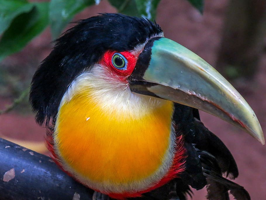 Tucano, Brazil, Bird, Forest, Zoo, tucano, brazil, large spout, animals, nature, iguazu falls