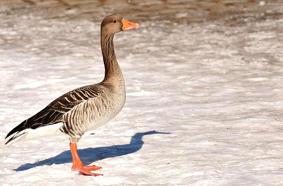 bird, white, ground, goose, wild goose, stand, water bird, nature, poultry, greylag goose