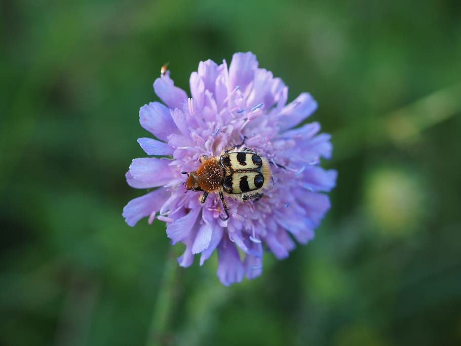 kumbang sikat, kumbang, serangga, banded brush beetle, trichius fasciatus, kutu, scarabaeidae, teufelsabbiss biasa, bunga, mekar