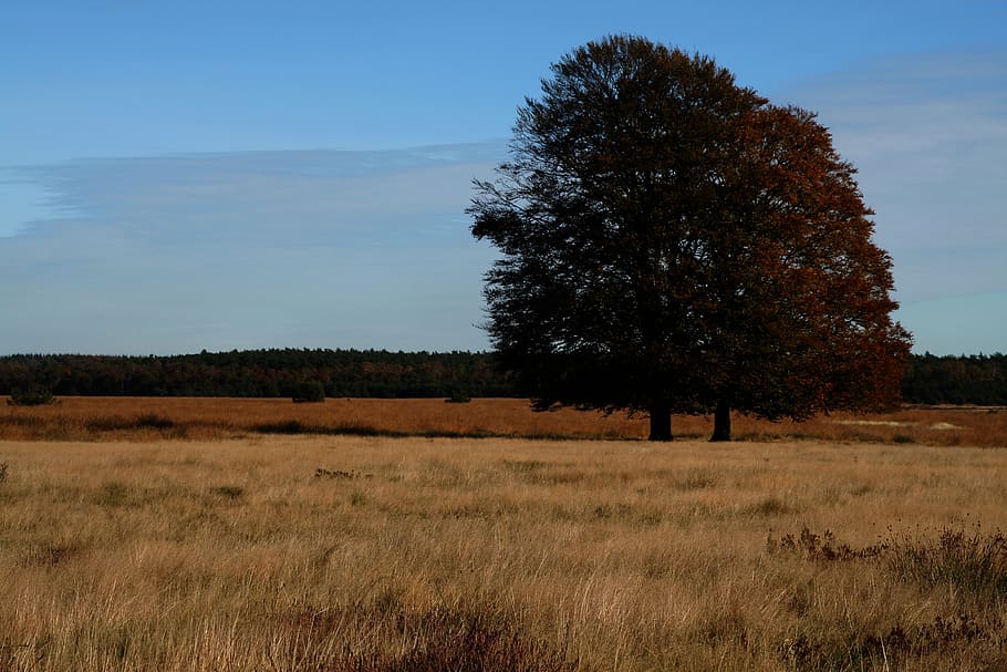 heide, tree, hiking, nature, heathland, landscape, trail, cycling, forest, recreation area