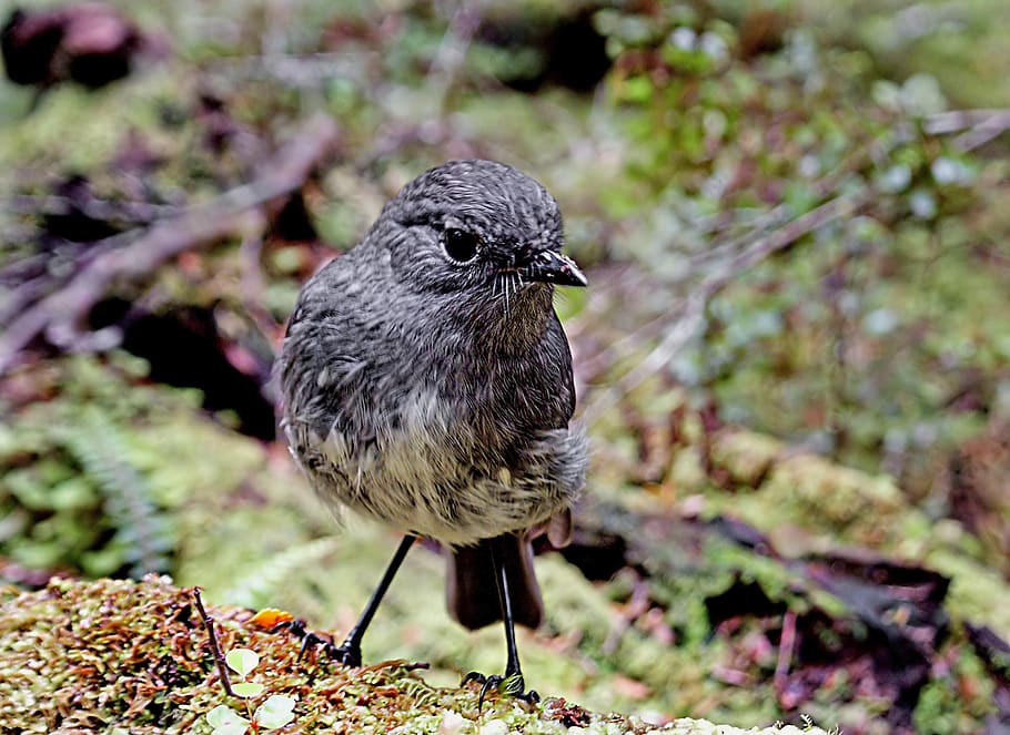 South Island robin, Petroica, australis, closeup, photography, bird, standing, grass, one animal, vertebrate