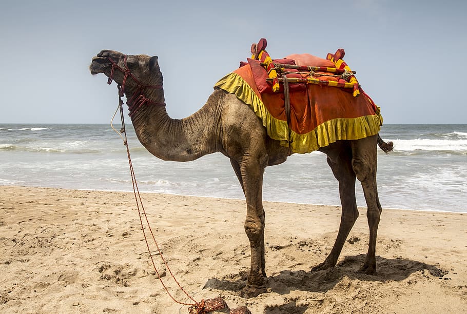 camel, standing, shore, seashore, sea, sand, mammal, beach, sky, animal