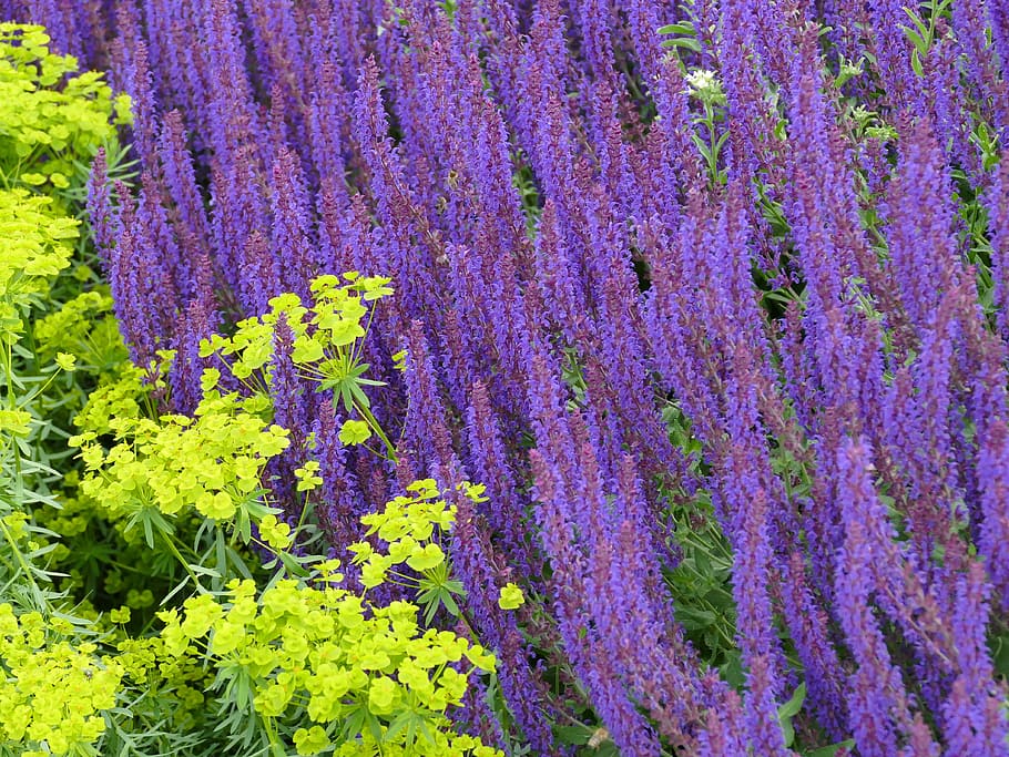 庭 花 紫 黄色 夏 植物 自然 庭の賢人 ラベンダー 成長 Pxfuel