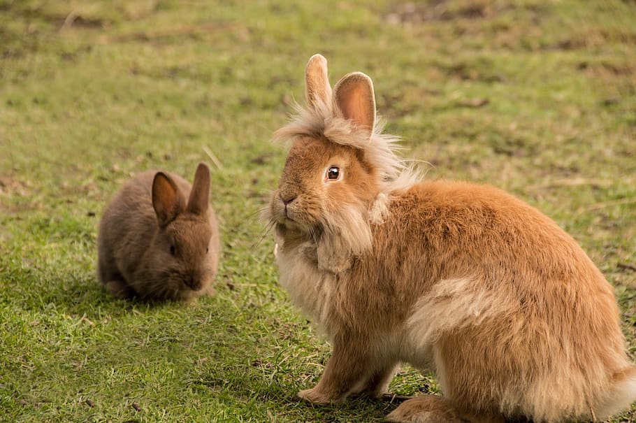 two, brown, rabbits, sitting, green, grass, rabbit, cute, fur, bunny
