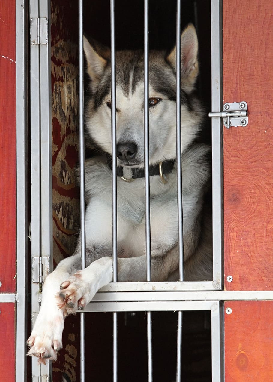 Husky, perro, blanco, cara, ojos, piel, animal, perro de nieve, ojos azules, perro de trineo