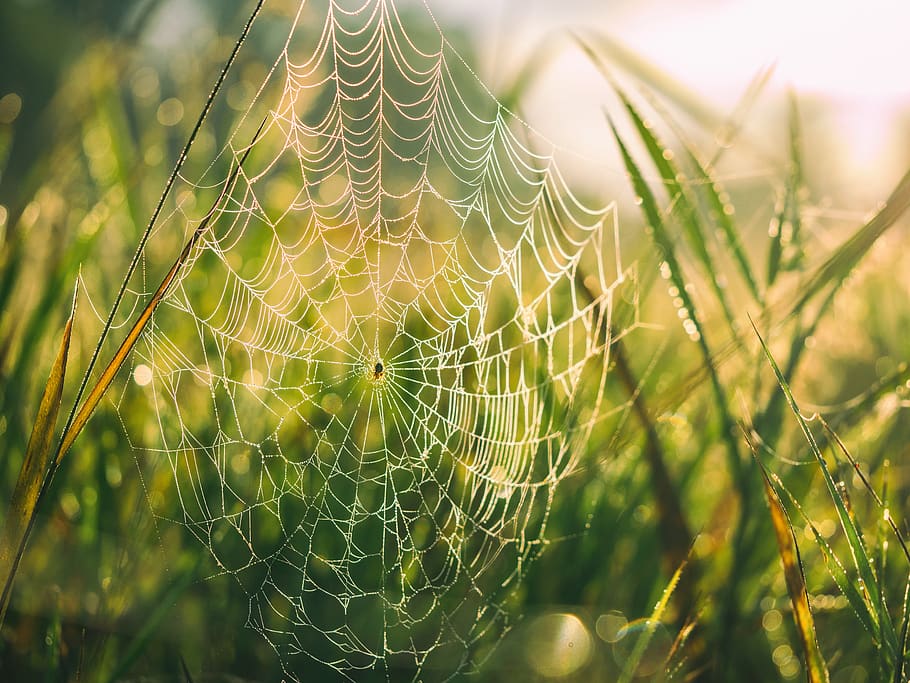 araña, web, verde, hierba, naturaleza, al aire libre, bokeh, amanecer, luz, insecto
