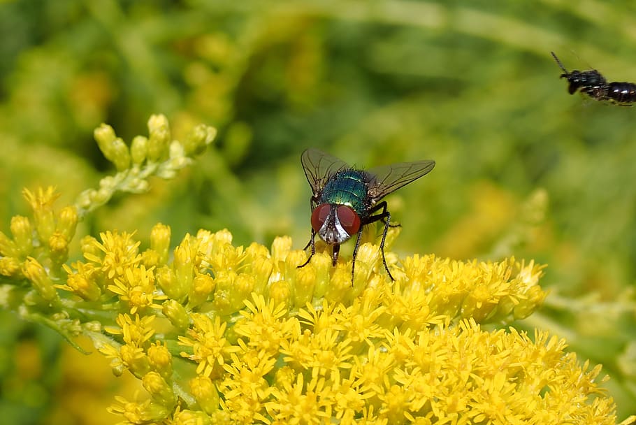 goldfliege, bluebottle, mosca, insecto, de cerca, macro, naturaleza, ojos compuestos, insecto de vuelo, macro insecto