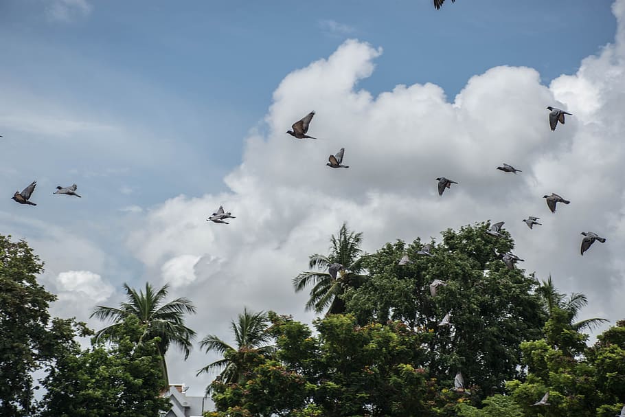 a flock of birds, sky, nature, lagoon, cloud, tree, mountains, spectacular images, outdoor, blue sky