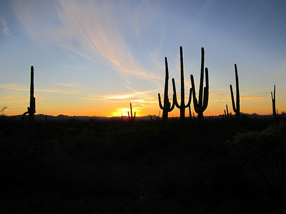 silhouette, cactus, sunset, arizona, cacti, desert, landscape, southwest, nature, saguaro
