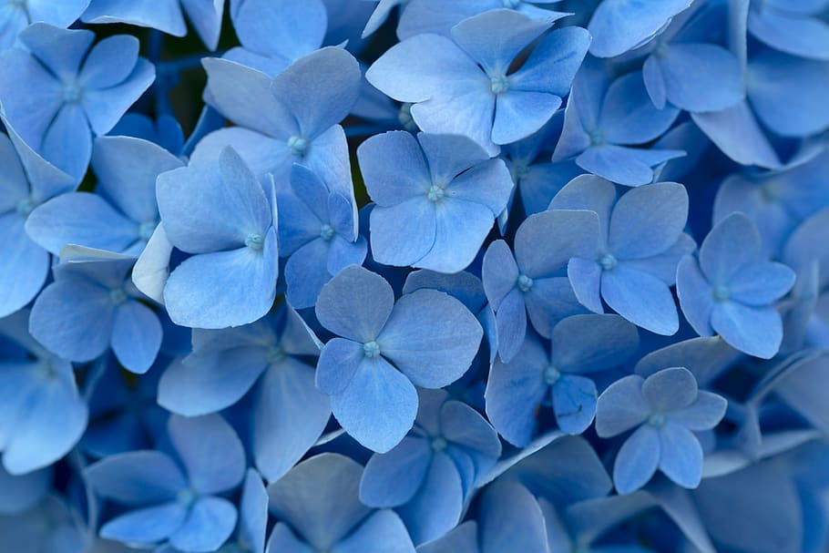 biru, bunga-bunga, Latar Belakang, kelopak, merapatkan, Bunga, keindahan, segar, halus, berbunga