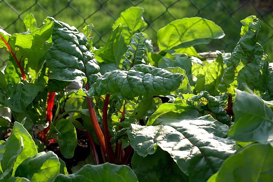foto de primer plano, verde, plantas de hojas, acelgas, hojas, verduras, venas, venas de las hojas, alimentos, vitaminas