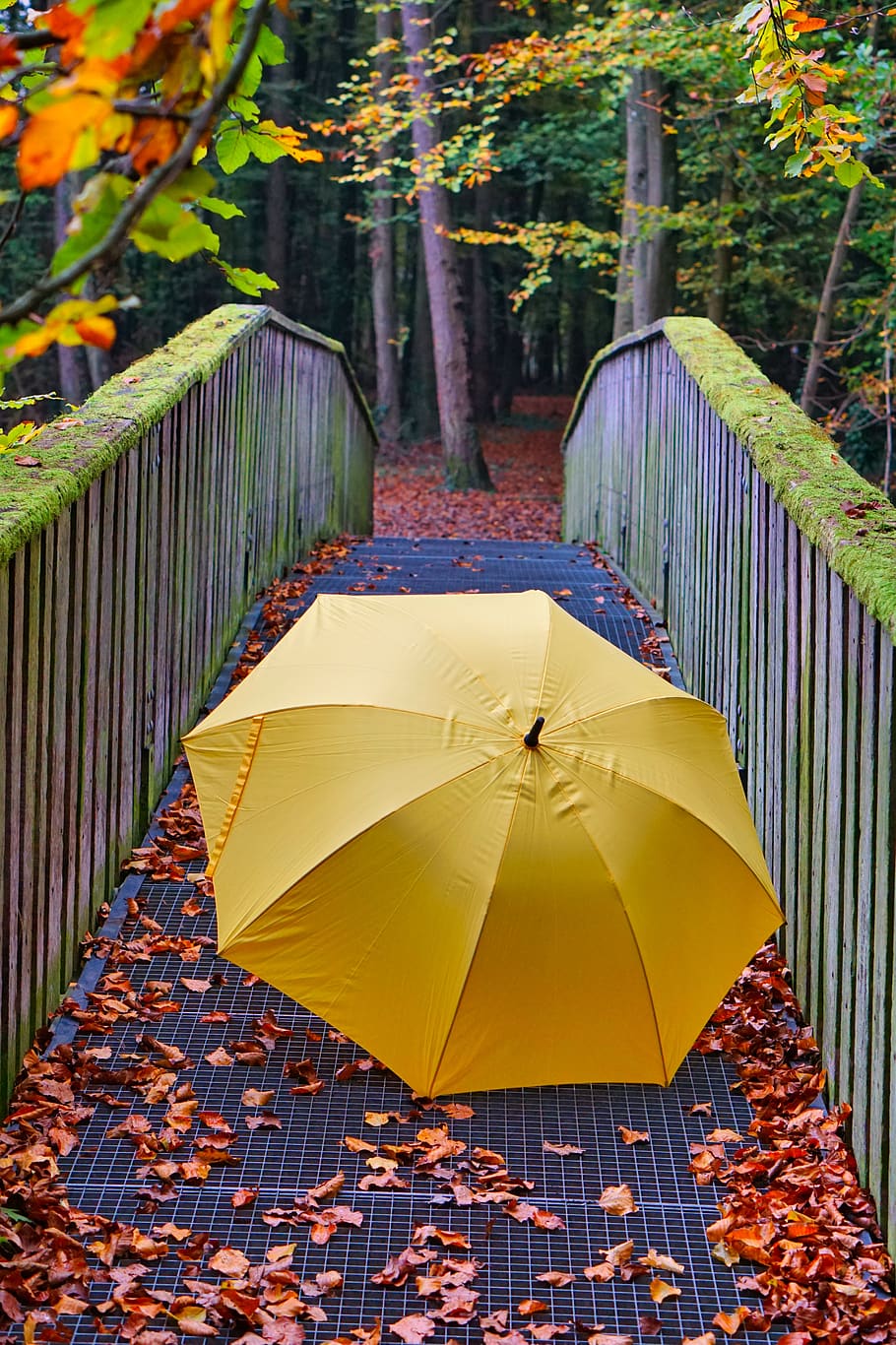 pantalla, puente, bosque, otoño, musgo, hojas, lluvia, color, lejos, paraguas