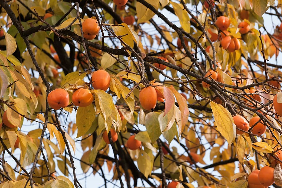 Persimmon, Tree, Fruit, Nature, autumn, natural, branch, ripe, orange, fall