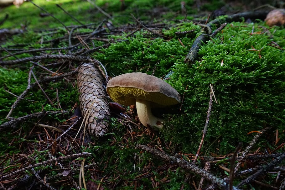 mushroom, forest, pine cones, moss, branches, tap, green, gathering, cep, nature