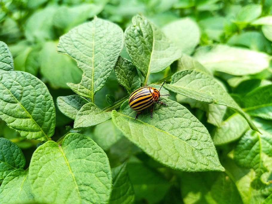 kumbang, colorado, kentang, serangga, hama, alam, belang, haulm, hijau, indah