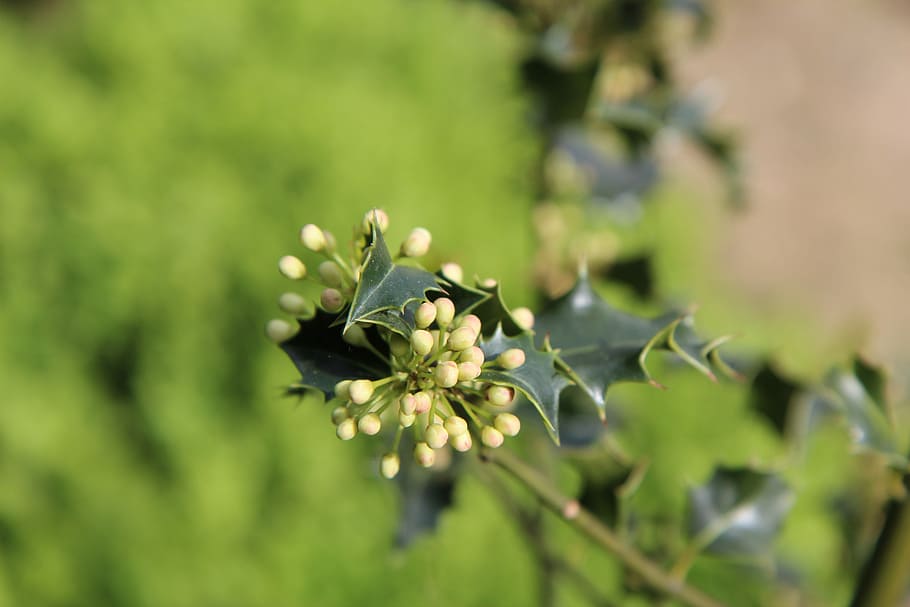 holly green, flowers of holly, flowering, spring, botany, plant, flower, growth, flowering plant, beauty in nature