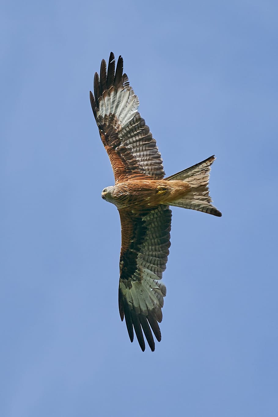 Red Kite, Bird Of Prey, Fly, Raptor, bird, sky, hunting, feather, blue, raptors