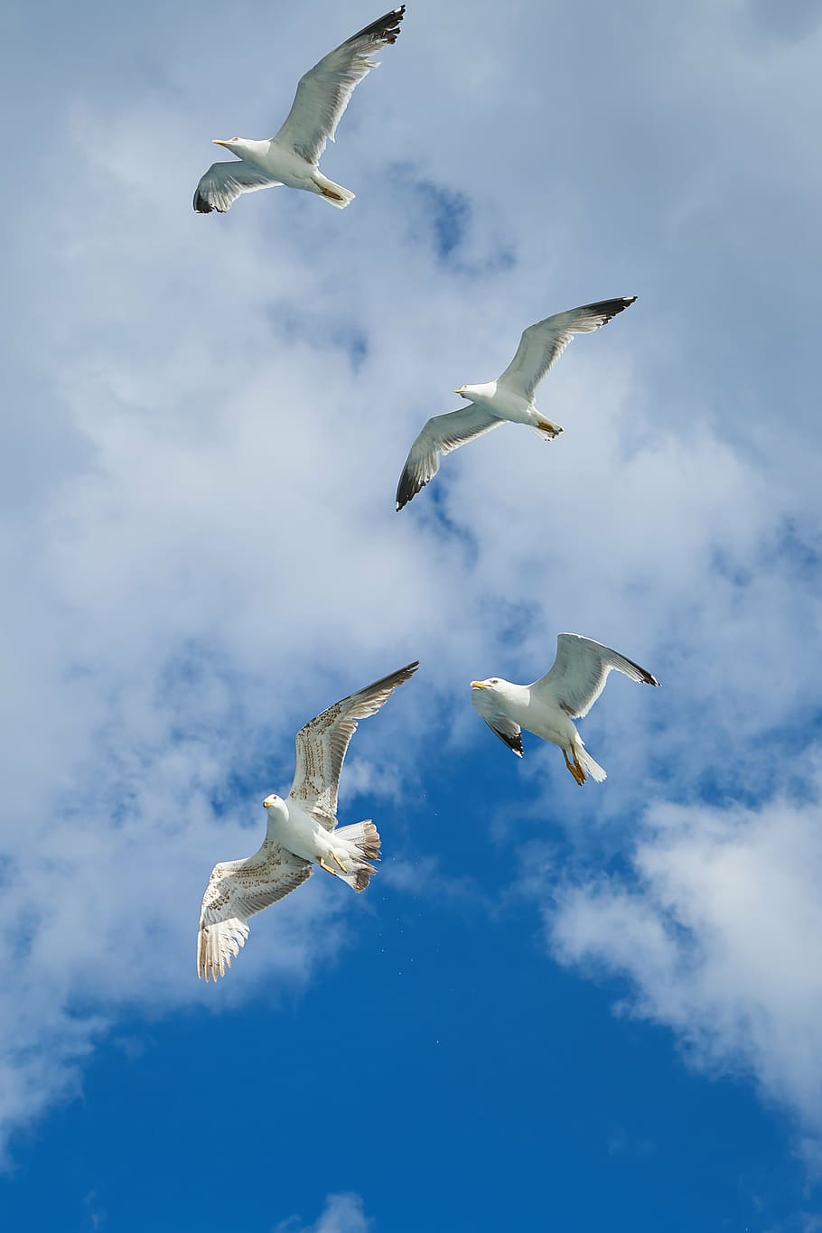four, flying, white, birds, seagull, bird, wing, blue, nature, clouds