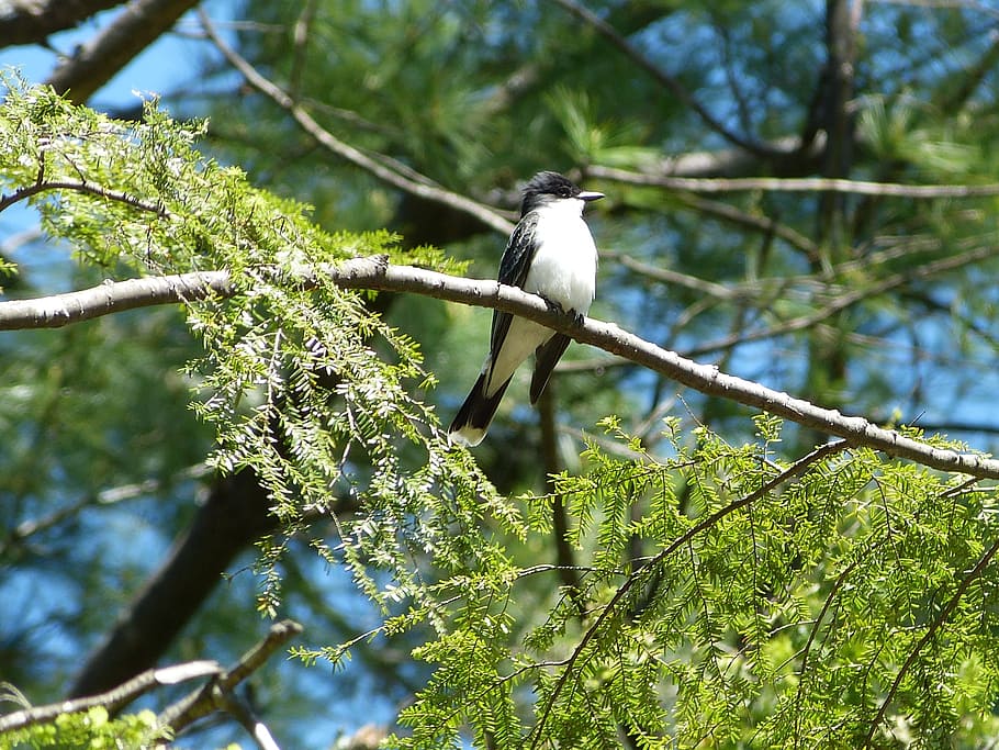 Eastern Kingbird, Wildlife, perching, flycatcher, bird, nature, animal, branch, outdoors, tree