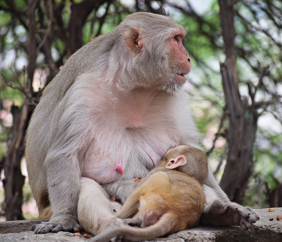 monyet, ibu, ASI, bayi, alam, kera, anak, mama, cinta, kebun binatang