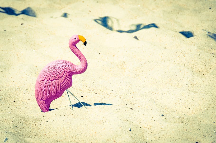 merah muda, angsa, paruh, mainan, pasir, pantai, laut, cerah, matahari, hewan