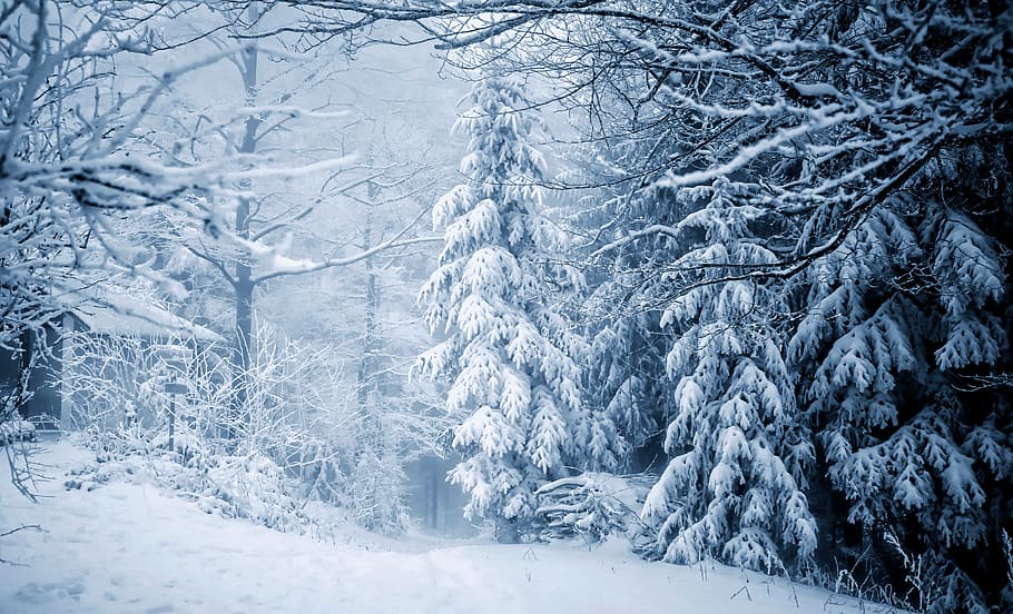invierno, bosque, nieve, frío, naturaleza, paisaje, figura, nevado, árbol, estado de ánimo