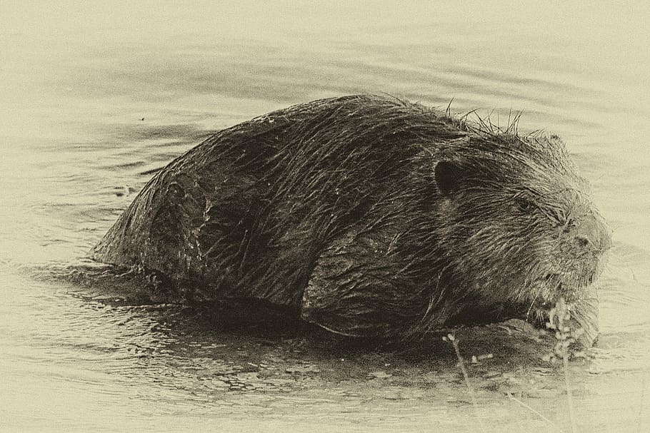 beaver, eat, water, black and white, retro look, wet plate, yellow, animal themes, animal, mammal