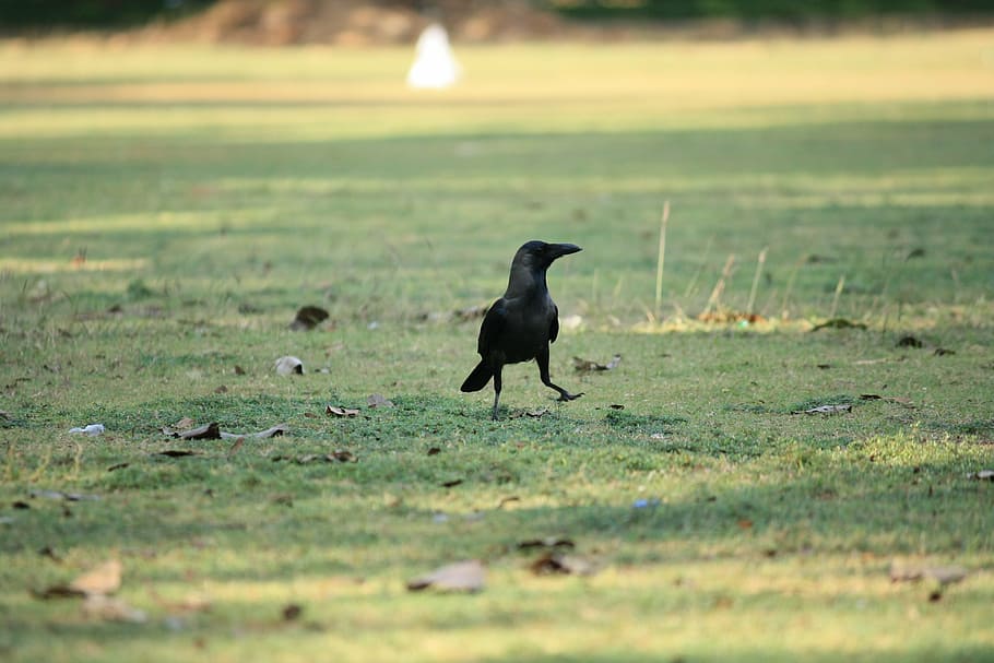 crow, raven, bird, black, grass, walking, nature, animal, wildlife, animal themes