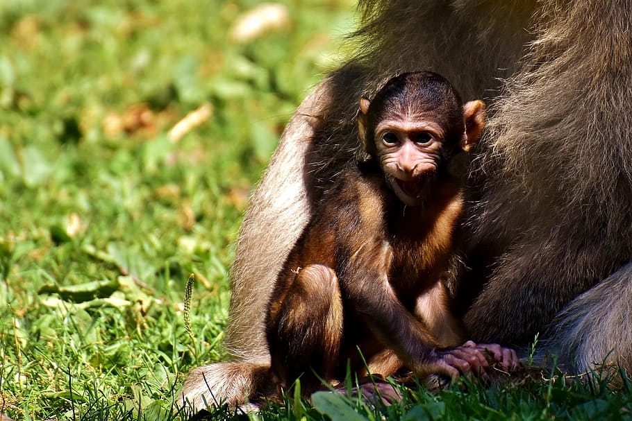 mono, mono bebé, mono barbary, especies en peligro de extinción, mono montaña salem, animal, animal salvaje, zoológico, primates, fauna animal