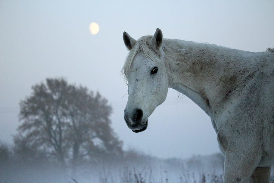 caballo blanco, caballo, moho, invierno, luna, niebla, escarcha, pura sangre árabe, nieve, frío