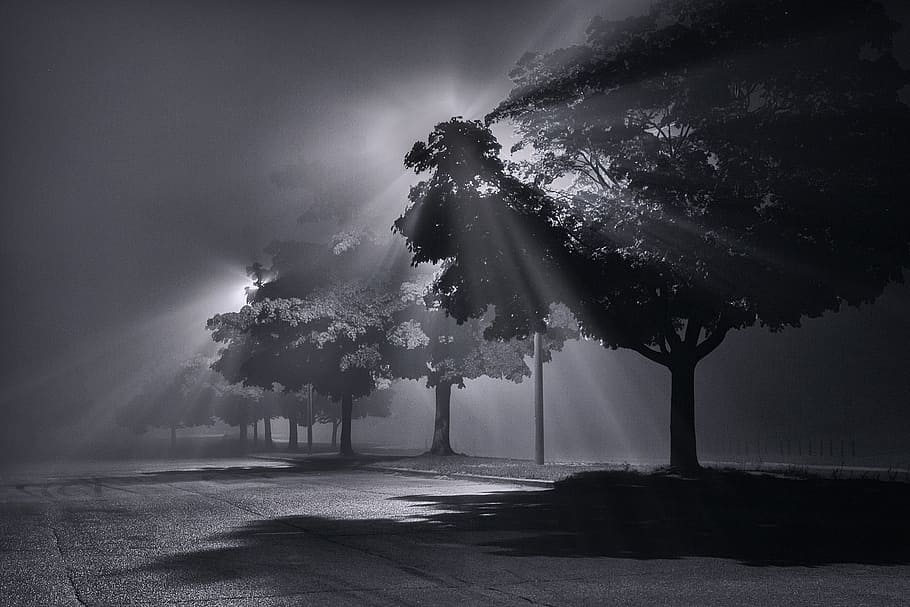 grayscale photo, trees, fog, light, beams, natural, bright, foggy, misty, magic