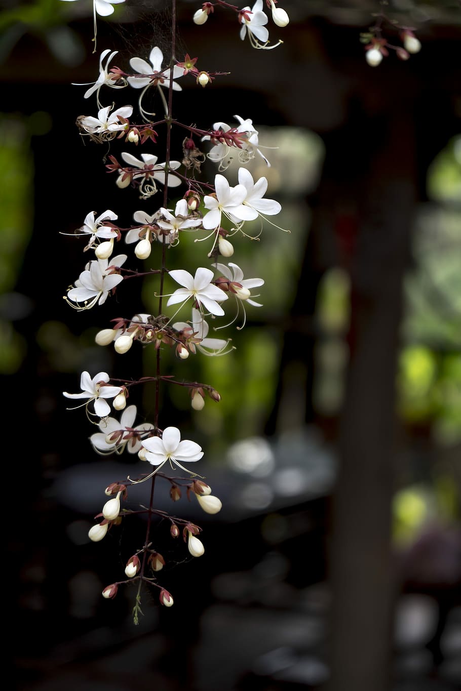 closeup, fotografi, putih, bunga petaled, dạ minh chau, halaman, bunga, latar belakang, lucu, taman