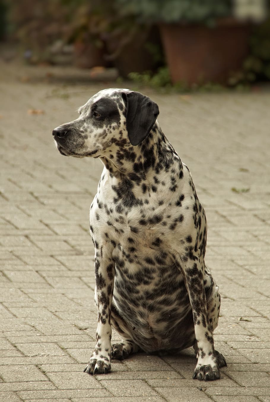 dalmatians, dog, vigilant, spotted, points, patched, black white, pet, overweight, thick
