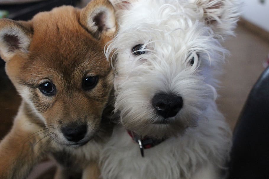 westie, perros, cachorro, lindo, pedigrí, shiba-inu, pequeño, adorable, perrito, reunión