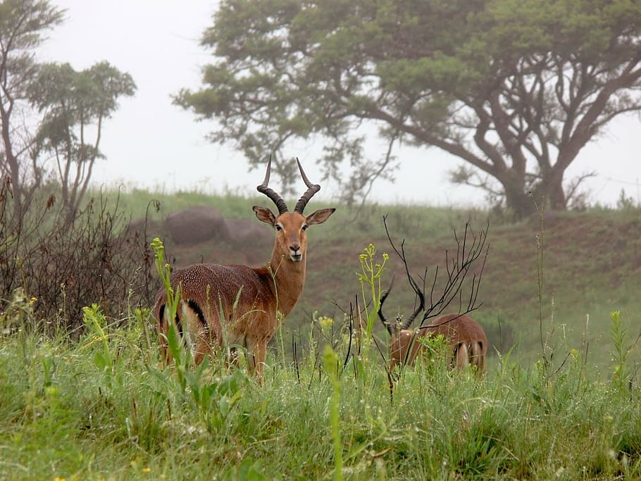 impala, buck, antelope, acacia, wildlife, africa, nature, animal, animals In The Wild, mammal