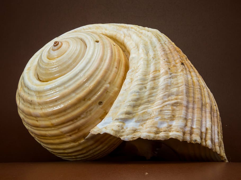white, brown, seashell, shell, snail, close, sea, animal Shell, nature, spiral