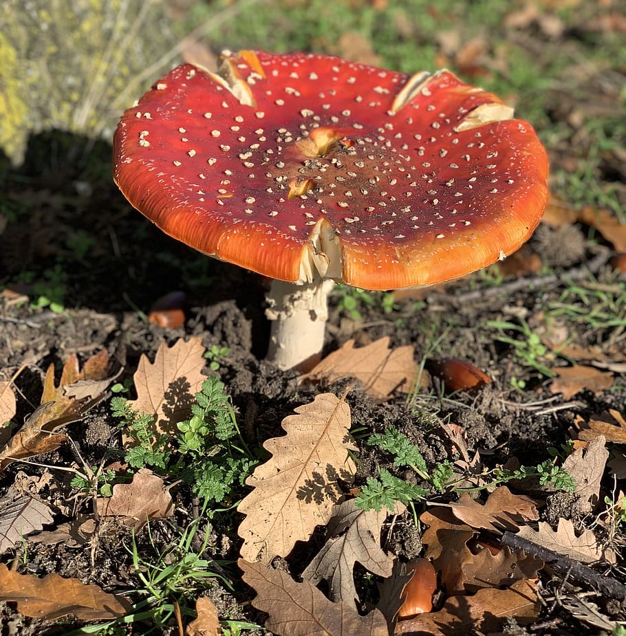 mushroom, autumn, red, fungi, agaric, leaves, hat, nature, fly agaric, natural