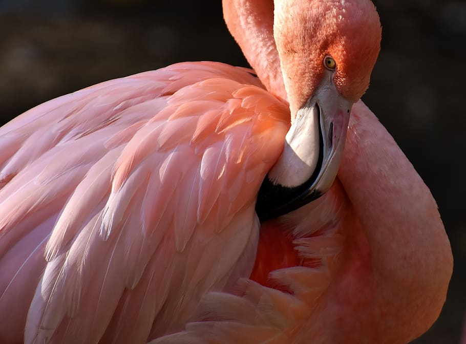 ピンクのフラミンゴの鳥 フラミンゴ 鳥 カラフル ティアパークヘラブルン ミュンヘン 動物 動物のテーマ 脊椎動物 野生動物 Pxfuel