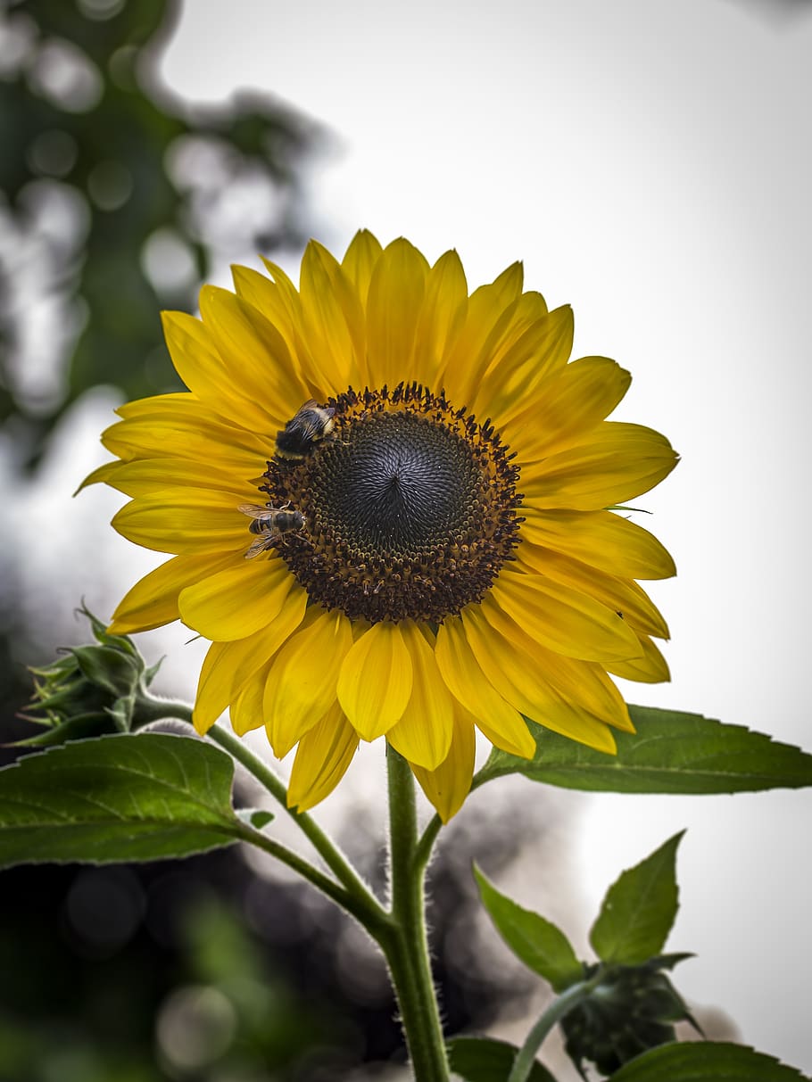 girasol, jardín, verano, naturaleza, amarillo, florecer, planta, vivir,  natural, temporada | Pxfuel