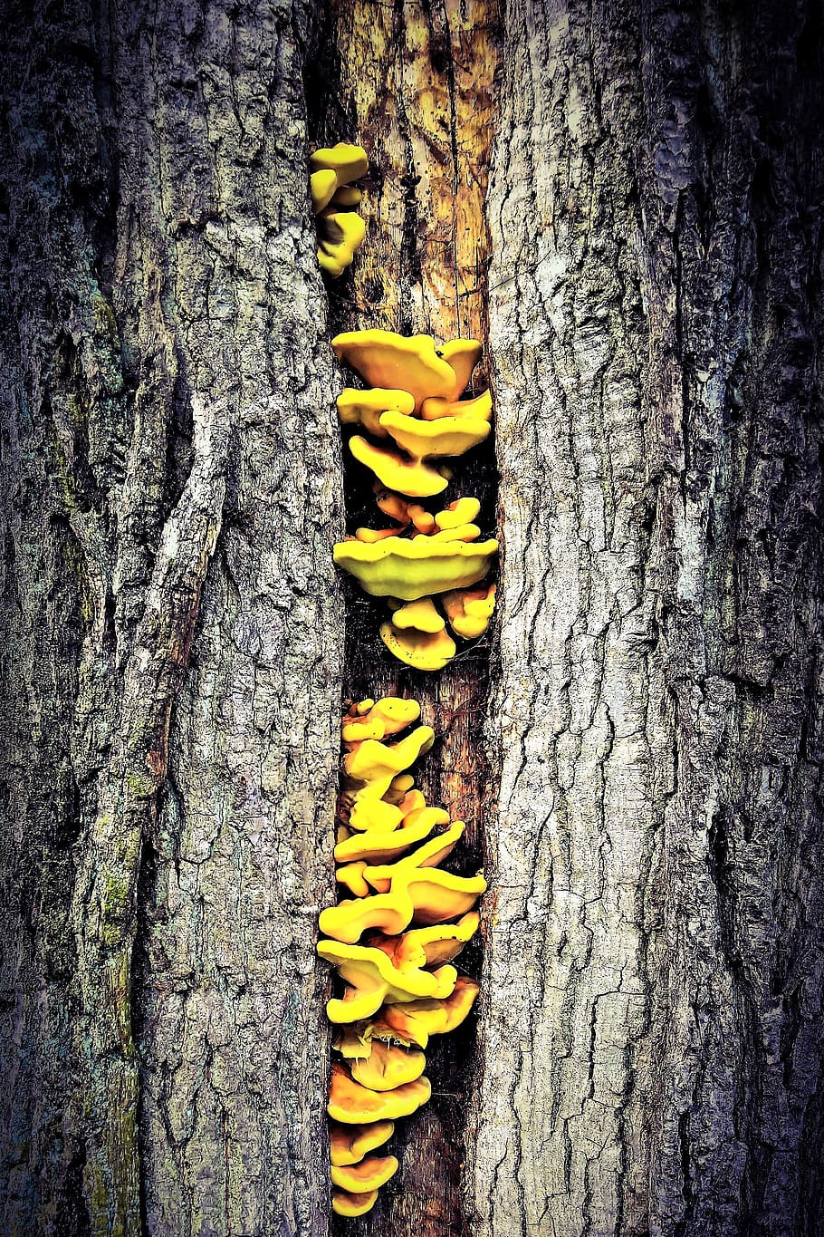 tree fungi, tribe, autumn, tree wound, mushrooms, spores plant, yellow, nature, close up, tree trunk