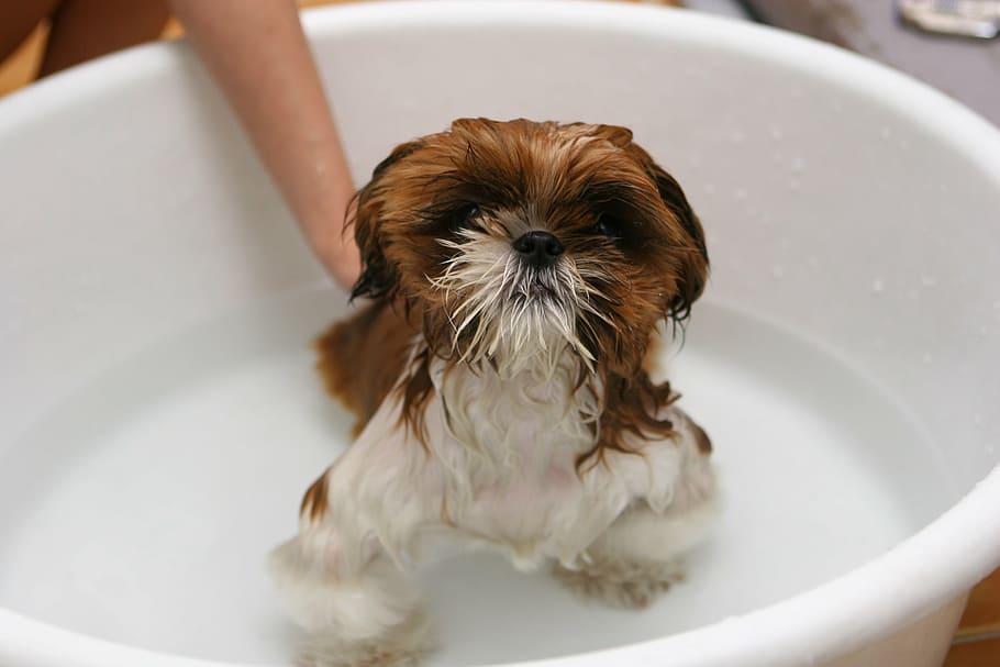 de pelo largo, blanco, marrón, perro, cachorro, baño, agua, dara, mascotas, bañera