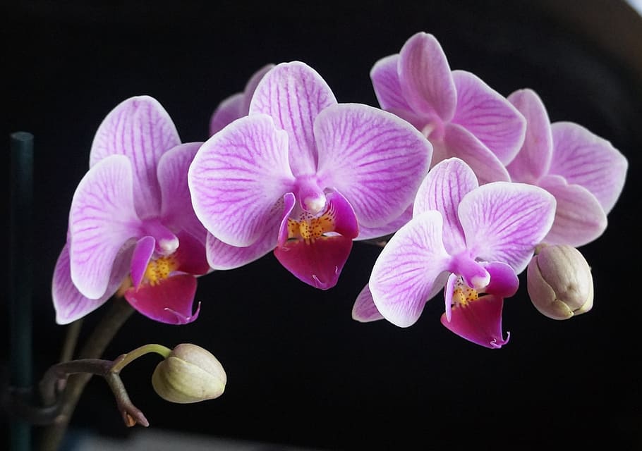 close-up photo, pink, moth orchids, orchids, flowers, purple, plant, flower, flowering plant, freshness