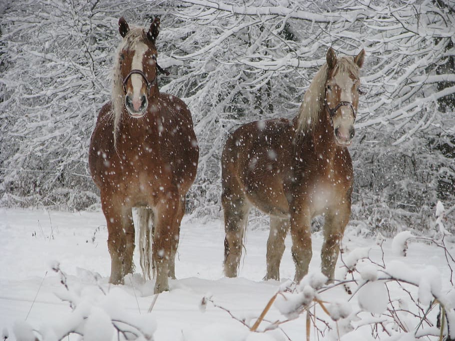two, brown, horses, standing, snowfield, winter, animal, nature, farm, outdoors
