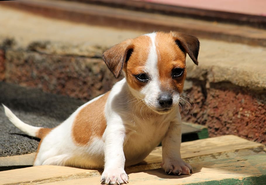brown, white, wooden, plank, Dog, Puppy, Jack Russell, Chihuahua, baby, cute